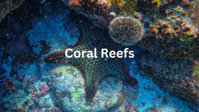 Coral Reefs