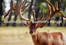 Kashmir Stag