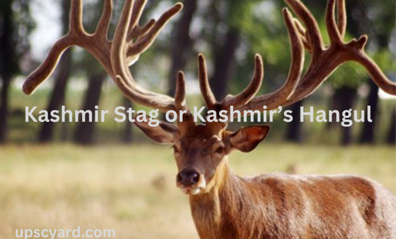 Kashmir Stag