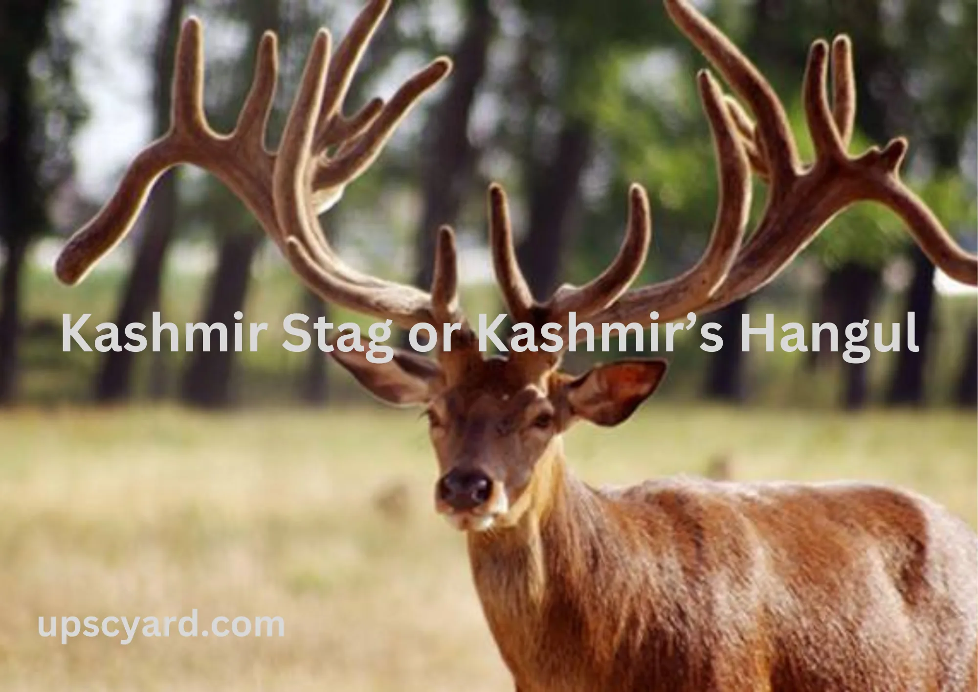 Kashmir Stag