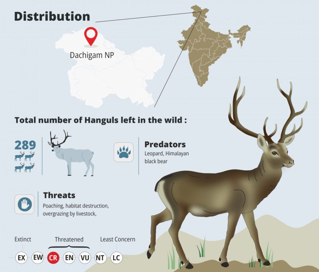 Kashmiri-stag