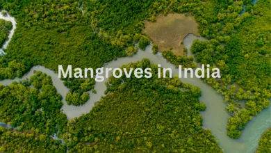 Mangroves in India