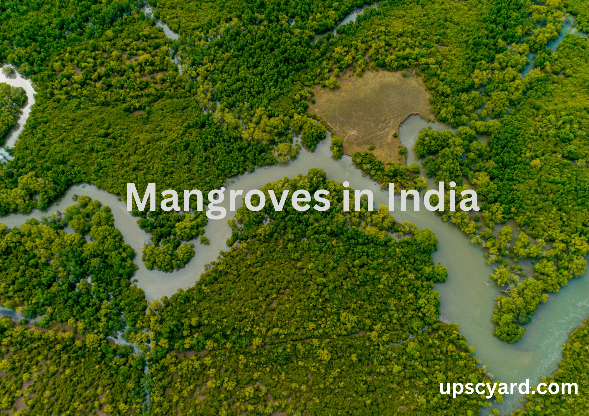 Mangroves in India