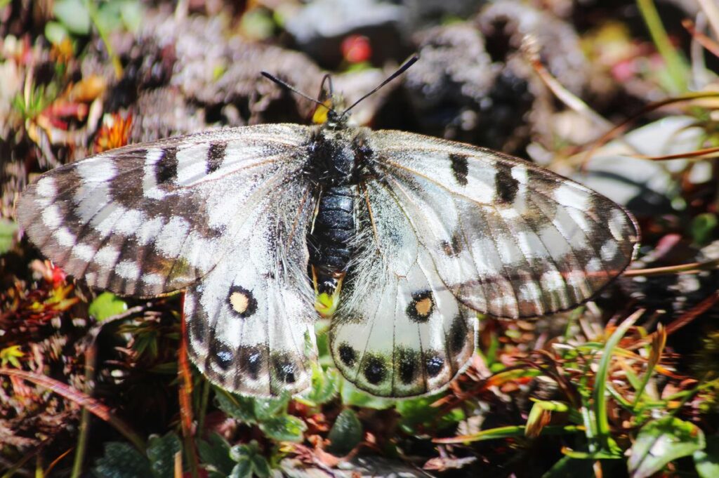 Dusted apollo butterfly