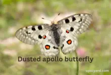 Dusted apollo butterfly