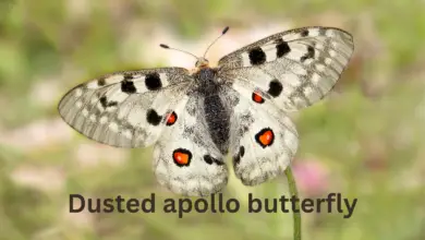 Dusted apollo butterfly