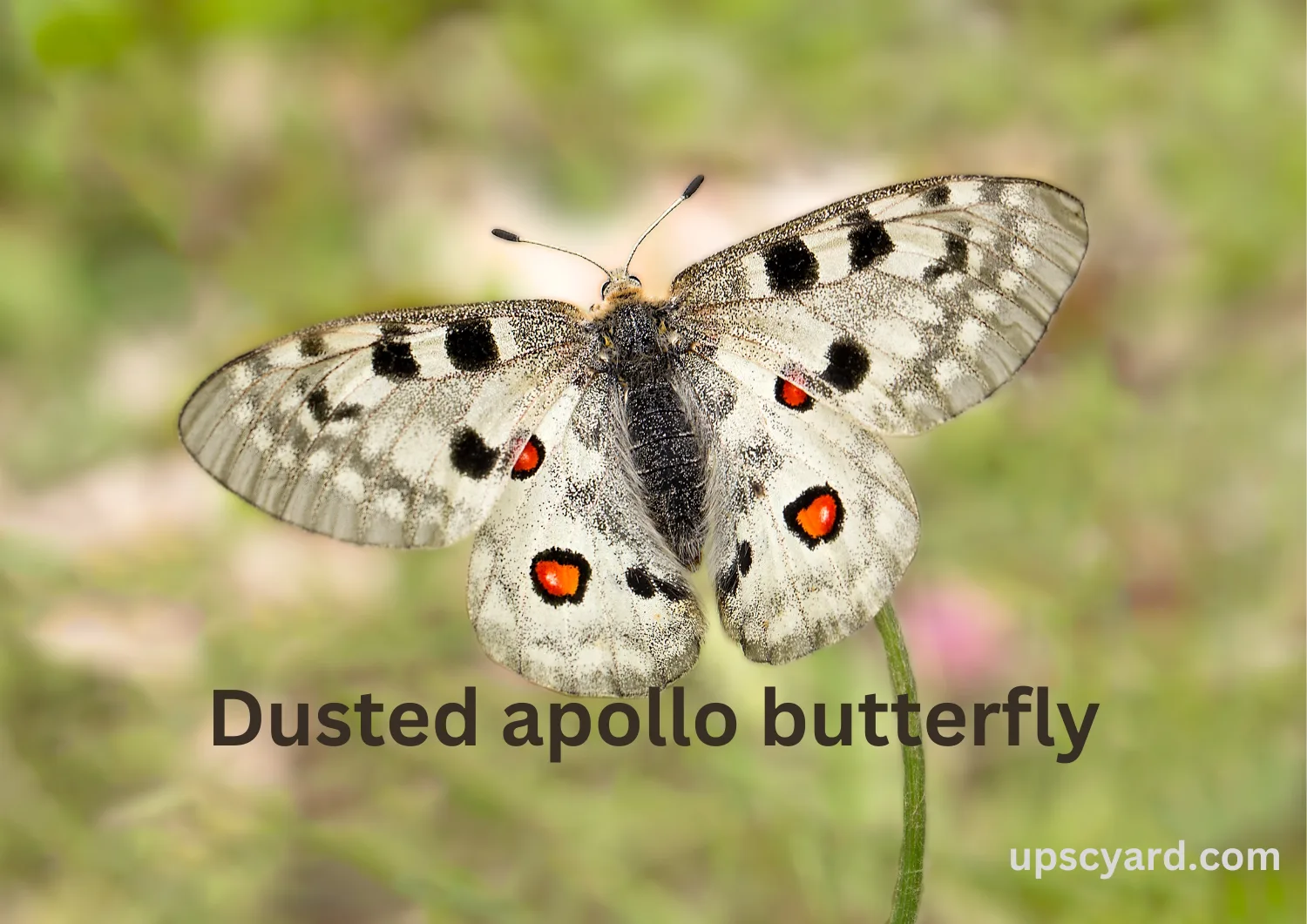 Dusted apollo butterfly