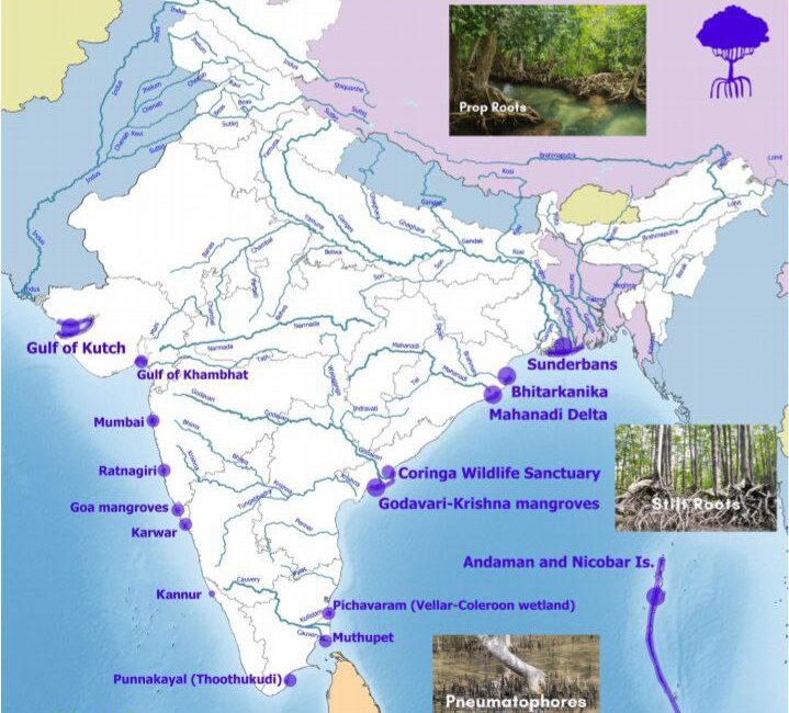 mangroves in india 